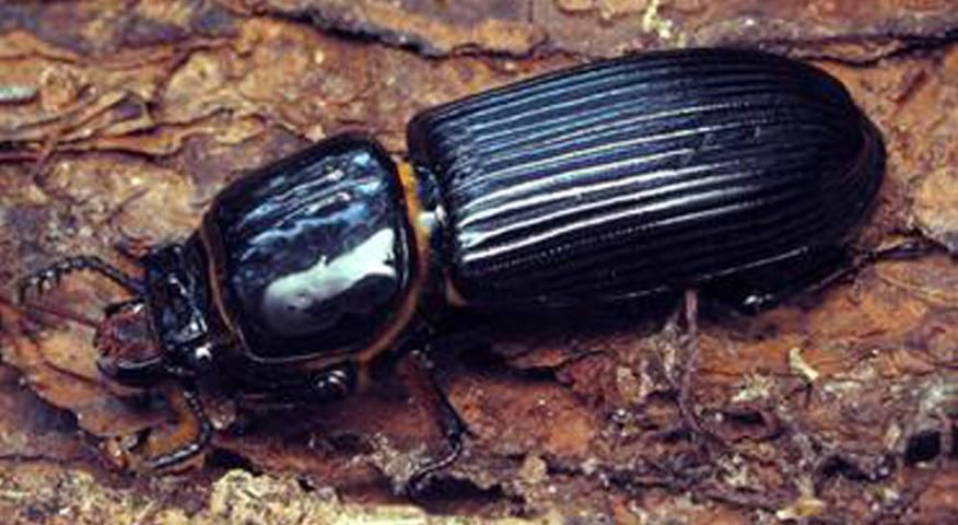 Figure 1. Horned Passalid Odontotaenius disjunctus. This large, impressive beetle makes a fine display specimen.