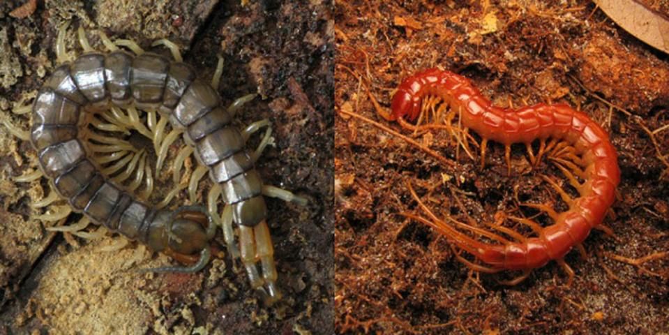 Figure 15. Two types of large centipedes found in Florida. Left: Florida Blue Centipede, Scolopendra viridis. This species is common under the bark of fallen oaks. Right: Scolopocryptops spp. These large centipedes may be found under rotting logs.