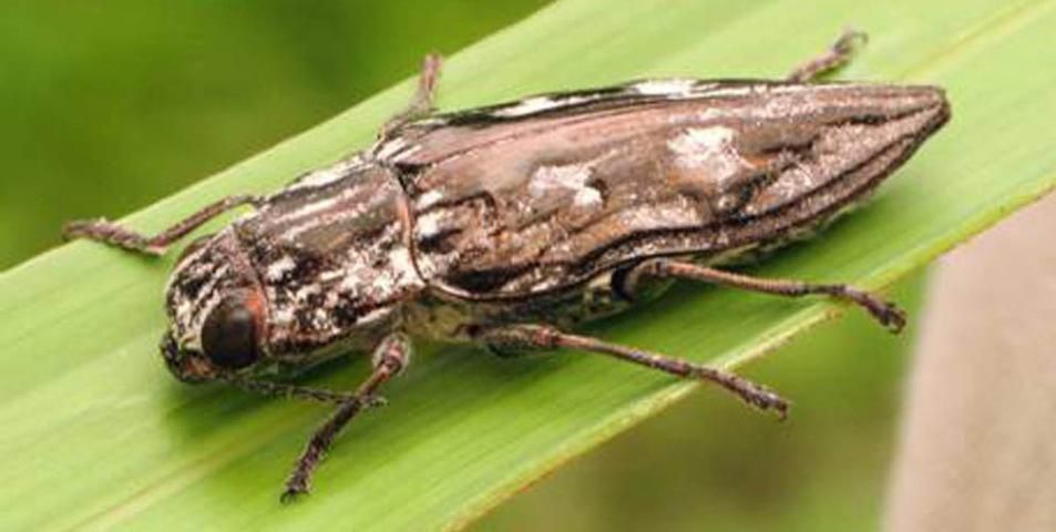 Figure 6. Buprestid beetle, Chalcophora virginiensis. This large, impressive species is often abundant around dying pine trees.