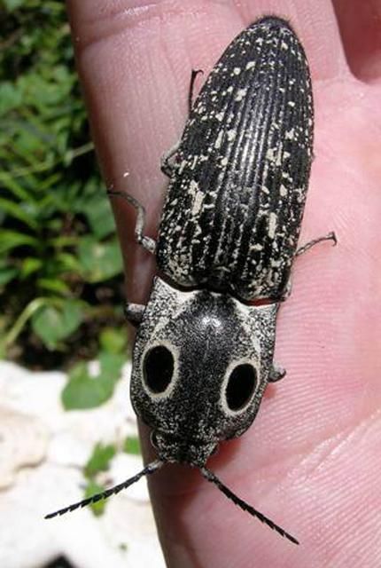 Figure 5. Alaus oculatus. This large eyed click beetle makes an attractive demonstration insect.