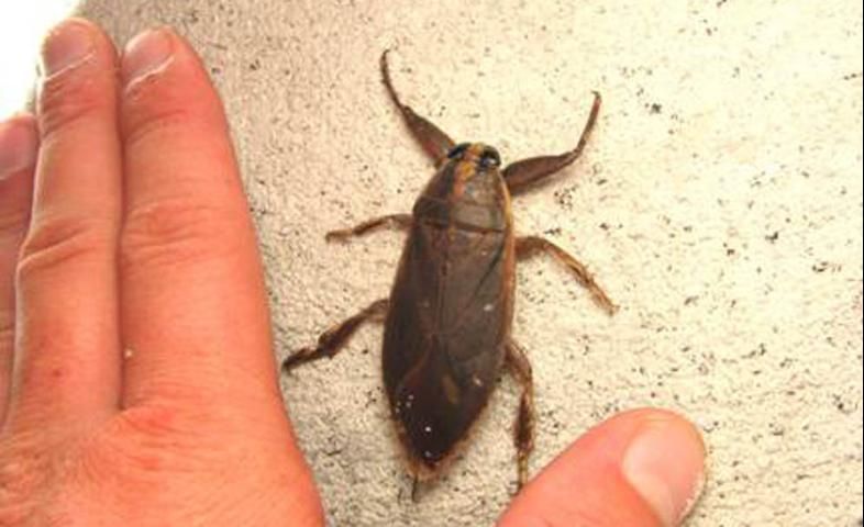 Figure 13. Giant waterbug, Lethocerus spp. These large insects make fine aquatic displays.