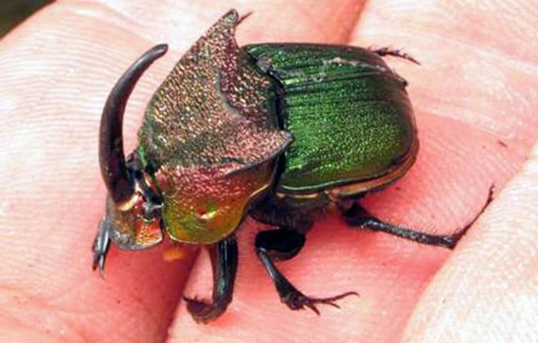 Figure 2. Male Rainbow Scarab, Phanaeus vindex. This most impressive insect is sure to fascinate with its dinosaur-like appearance.