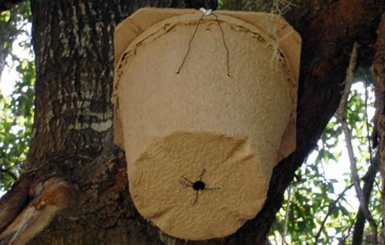Figure 2. A swarm trap is a cylindrical trap made from recycled wood pulp and baited with a pheromone lure that can be left along with, or instead of, a sticky trap to intercept bees returning to the area of a removed colony.