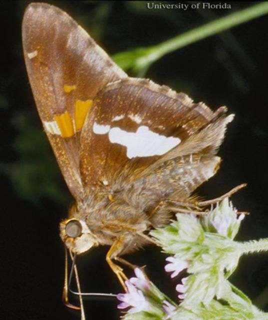 Figure 1. An adult silver-spotted skipper, Epargyreus clarus (Cramer), feeding at a flower.
