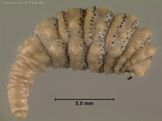 Figure 6. Third instar larva of the human bot fly, Dermatobia hominis (Linnaeus Jr.), lateral view.