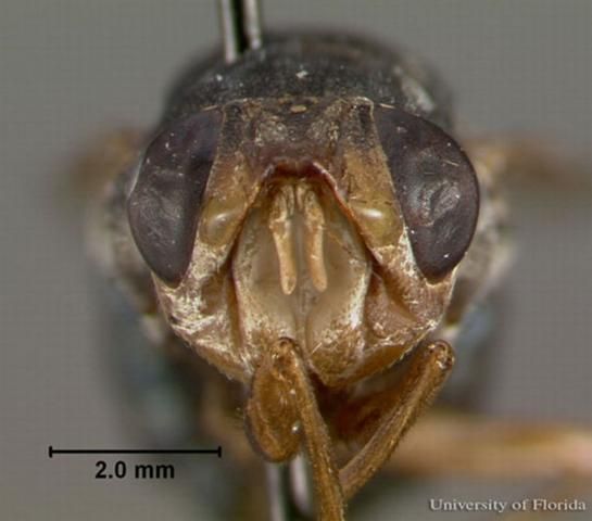 Figure 3. Frontal view of an adult human bot fly, Dermatobia hominis (Linnaeus Jr.).