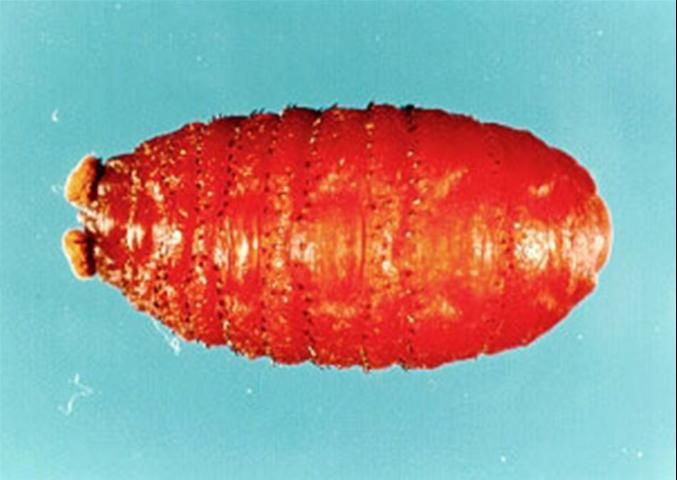 Figure 9. Pupa of the human bot fly, Dermatobia hominis (Linnaeus Jr.).