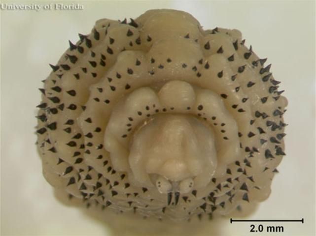 Figure 7. Third instar larva of the human bot fly, Dermatobia hominis (Linnaeus Jr.), frontal view.