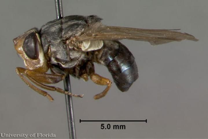 Figure 2. Lateral view of an adult human bot fly, Dermatobia hominis (Linnaeus Jr.).