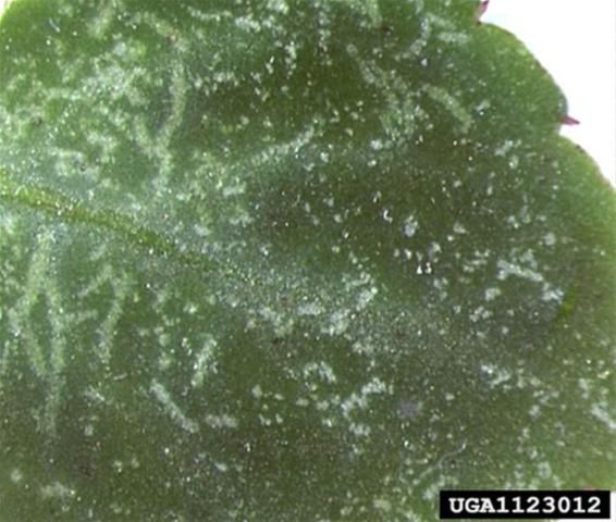 Figure 5. Characteristic feeding damage produced on garden impatiens by the clover mite, Bryobia praetiosa Koch. Garden impatiens is an unusual host for this mite species.
