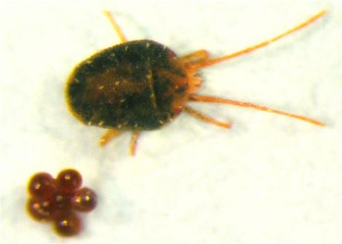Figure 3. Eggs and adult of the clover mite, Bryobia praetiosa Koch.