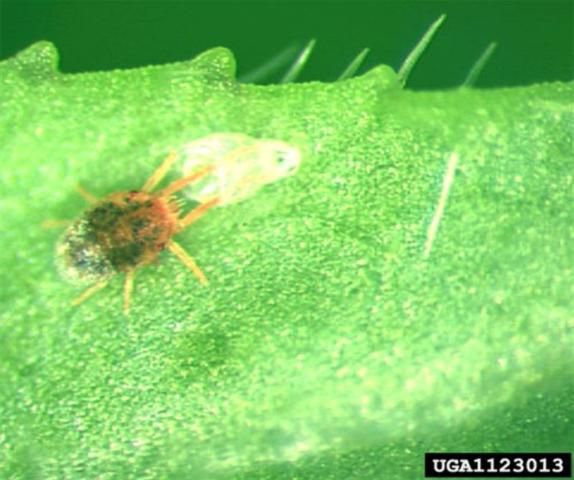 Figure 4. Molting nymph of the clover mite, Bryobia praetiosa Koch.