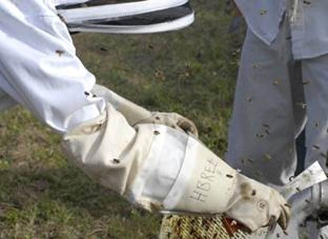 Figure 3. Leather gloves with an extended gauntlet; rubber gloves may also be appropriate for use with pesticides.