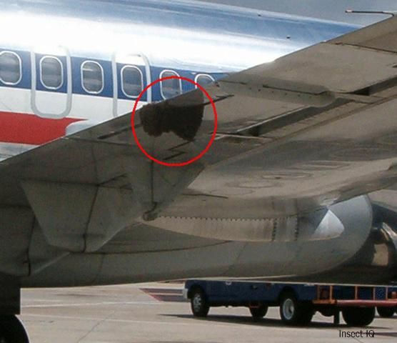 Figure 8. A swarm (circled) that settled on underside of an aircraft wing.