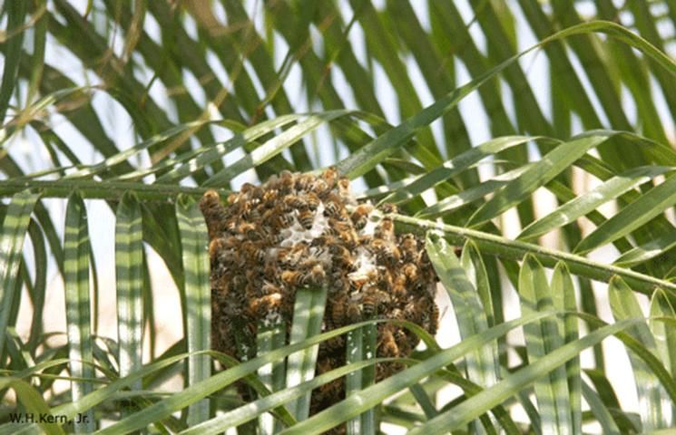 Figure 13. Newly formed colony on palm frond. Notice that the bees are beginning to construct comb.
