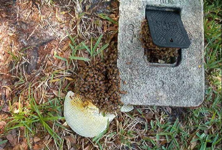 Figure 17. Colony nesting in a water meter box.