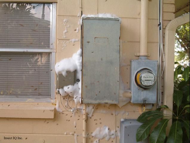 Figure 16. Colony nesting in wall around electrical box. The white foam is insecticidal foam.