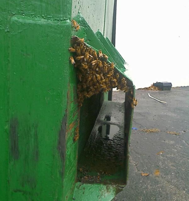 Figure 7. A swarm that settled on refuse dumpster.