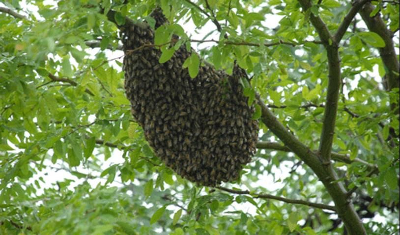 Figure 9. A swarm that settled on a tree branch.