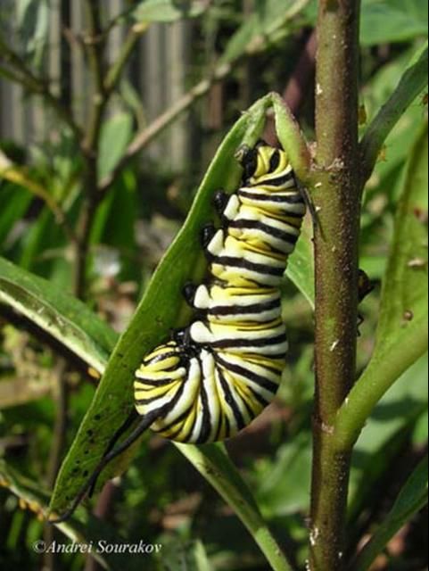 Figure 10. Fourth instar larva of the monarch butterfly, Danaus plexippus Linnaeus, Gainesville, Florida.