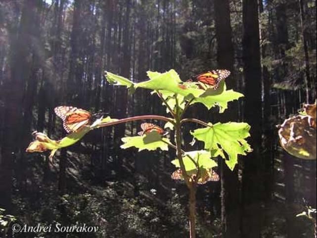 Figure 21. Adult monarchs, Danaus plexippus Linnaeus, sunning themselves before going to feed, El Rosario overwintering colony, Michoacán, Mexico.