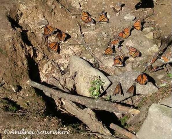 Figure 20. Adult monarchs, Danaus plexippus Linnaeus, drinking at the creek in El Rosario Colony, Michoacán, Mexico.