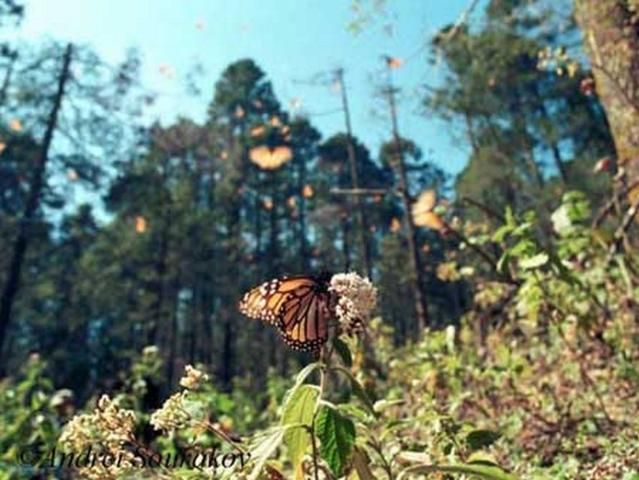 Figure 18. Close-up of an adult monarch butterfly, Danaus plexippus Linnaeus, migrating at its Mexican overwintering site in Sierra Madre, Michoacán, Mexico.