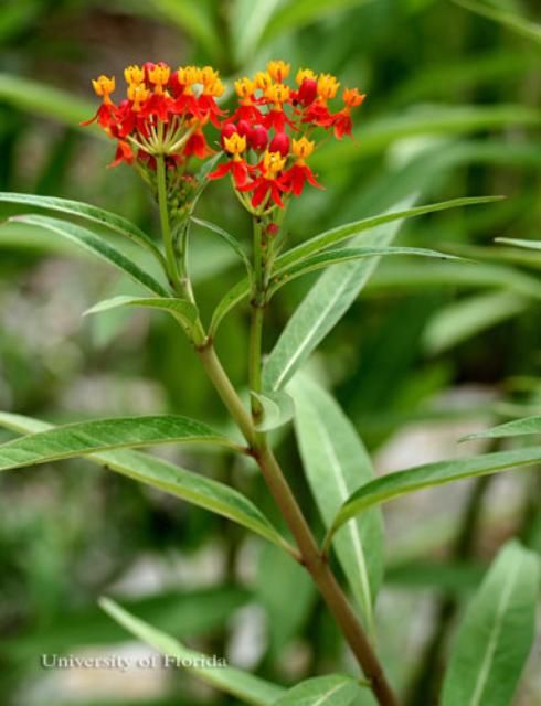 Figure 28. Scarlet milkweed, Asclepias curassavica L. (Apocynaceae), a host of the monarch butterfly, Danaus plexippus Linnaeus.