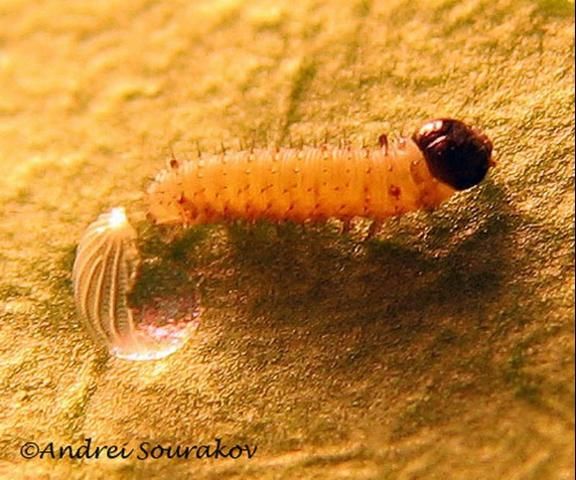 Figure 9. First instar larva of the monarch butterfly, Danaus plexippus Linnaeus, hatches from the egg, which it immediately consumes. Gainesville, Florida.