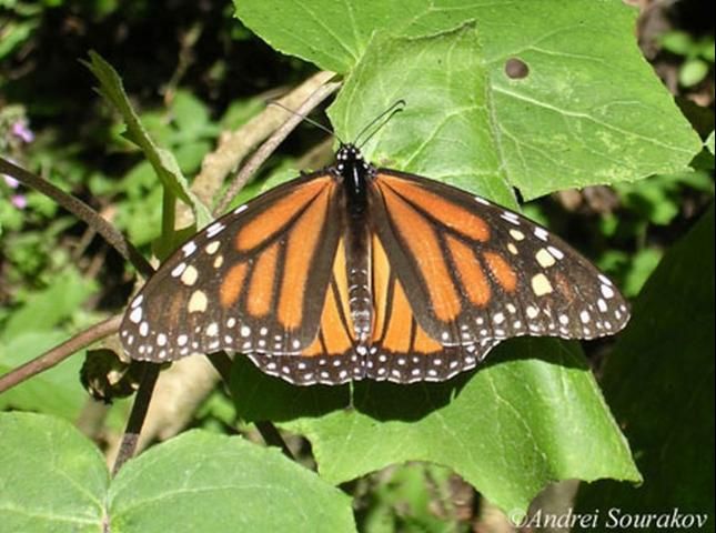 Figure 4. Adult migrating monarch, Danaus plexippus Linnaeus, in Mexico.