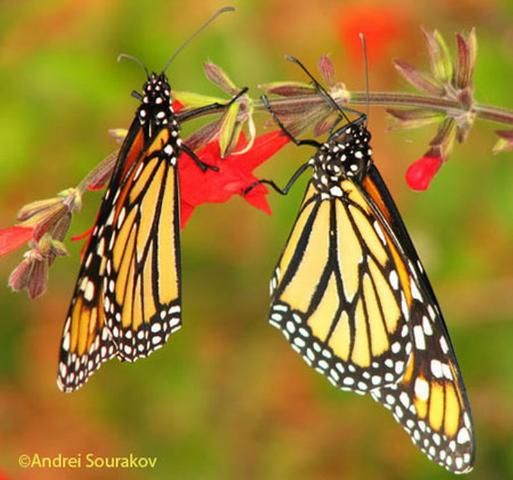 Figure 1. Adult monarchs, Danaus plexippus Linnaeus, from Gainesville, Florida.