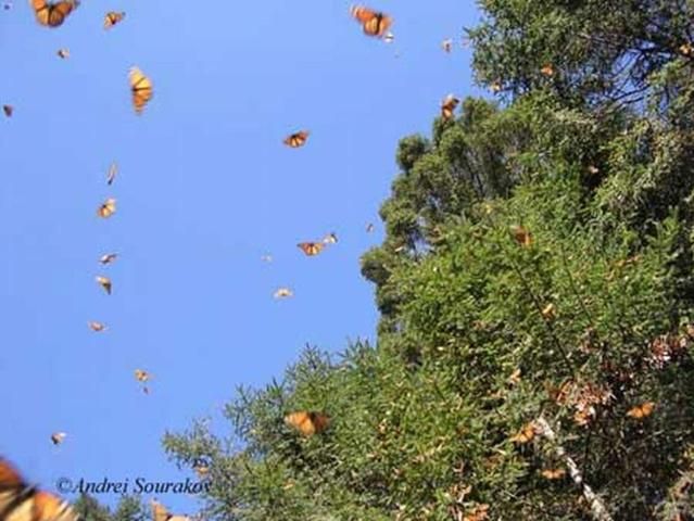Figure 17. Adult monarch butterflies, Danaus plexippus Linnaeus, migrating at their Mexican overwintering site in Sierra Madre, Michoacán, Mexico.