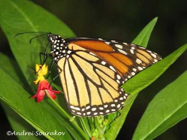 Figure 23. Adult monarch butterfly, Danaus plexippus Linnaeus, feeding on flower of scarlet milkweed, Asclepias curassavica.