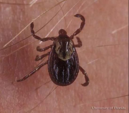 Figure 1. Adult female American dog tick, Dermacentor variabilis (Say).