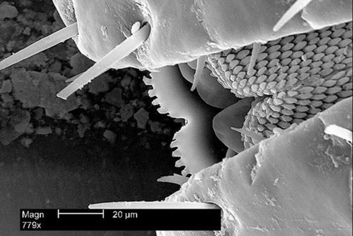 Figure 9. Enlarged view of the mouthparts of an American dog tick, Dermacentor variabilis (Say). Notice the hundreds of sharp, backward-directed barbs which assist the tick in holding onto its host. For an even closer look at these barbs see figure 10.