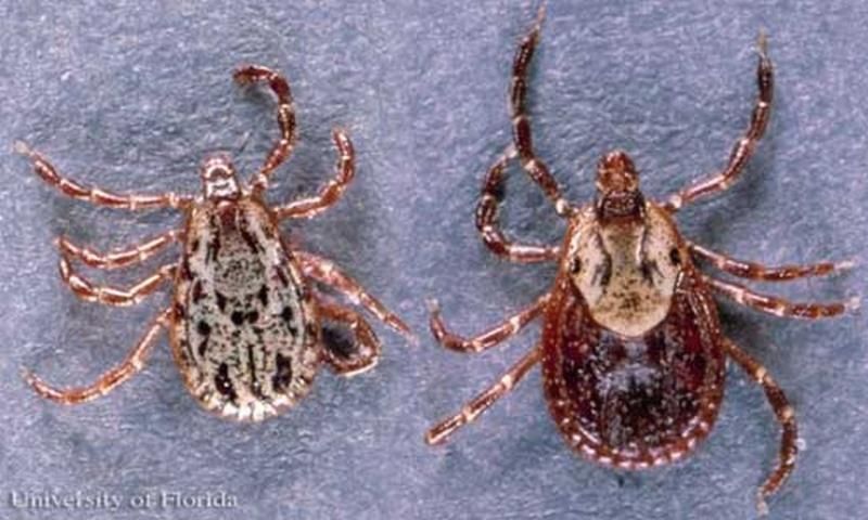 Figure 3. Dorsal view of American dog ticks, Dermacentor variabilis (Say), with male on left, and female on right.