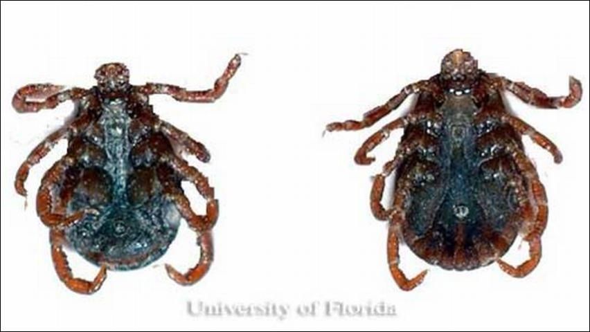 Figure 4. Ventral view of American dog ticks, Dermacentor variabilis (Say), with male on left, and female on right.