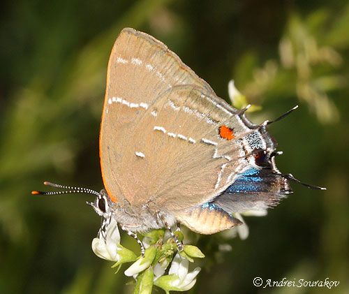 Figure 2. Adult white M hairstreak, Parrhasius m-album (Boisduval & LeConte), showing the effectiveness of the mimicry of the false eye and antennae.