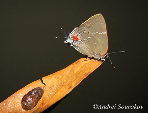 Figure 1. Adult (upper tight) and pupa (lower left) of the white M hairstreak, Parrhasius m-album (Boisduval & LeConte). The adult's head and antennae are to the right. Cocking your head slightly to the left alows you to see the white 