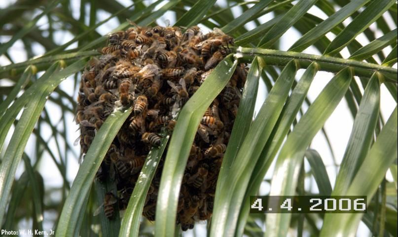 Figure 3. A swarm of African honey bees.