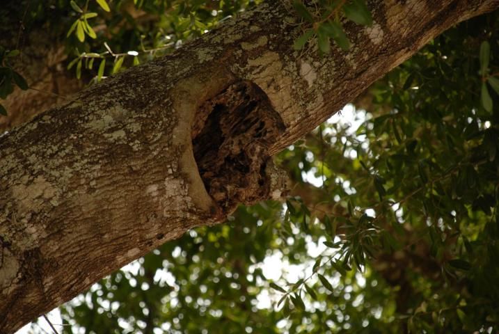 Figure 5. A large hollow tree cavity suitable for a European honey bee nest.