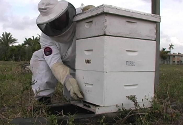 Figure 1. European honey bees typically only send out 10–20 guard bees when disturbed.