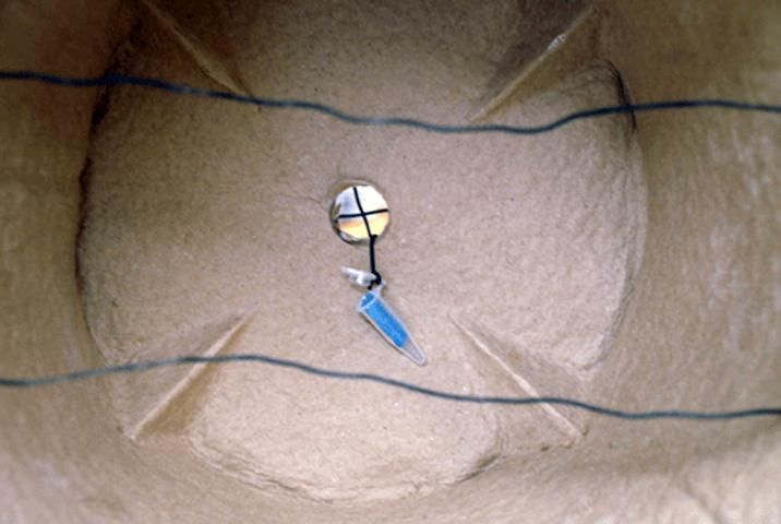 Figure 5. Hang the pheromone lure on the inside of the trap opening.