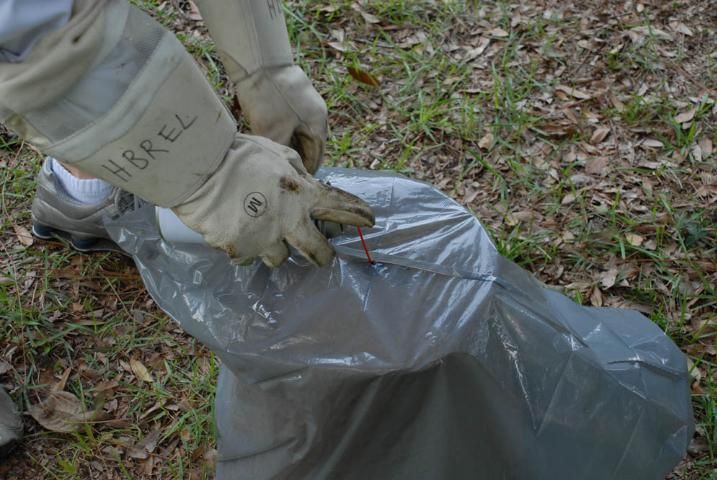 Figure 11. Spraying pesticide through the bag into the trap's opening