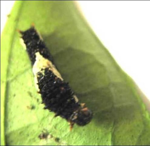 Figure 5. First instar of the lime swallowtail, Papilio demoleus Linnaeus, on a citrus leaf, showing v-shaped white mark.