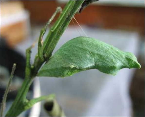 Figure 8. Pale green pupa of the lime swallowtail, Papilio demoleus Linnaeus.