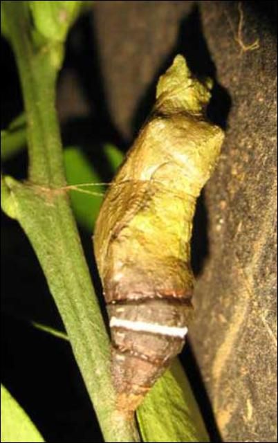 Figure 9. Pink-brown pupa of the lime swallowtail, Papilio demoleus Linnaeus, showing white band.