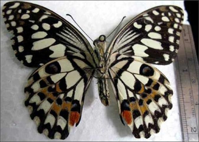 Figure 2. Ventral view of adult lime swallowtail, Papilio demoleus Linnaeus.