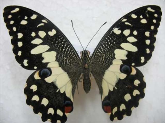 Figure 1. Dorsal view of adult lime swallowtail, Papilio demoleus Linnaeus.