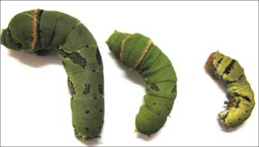 Figure 6. Third (right), fourth (center) and fifth (left) instars of the lime swallowtail, Papilio demoleus Linnaeus.